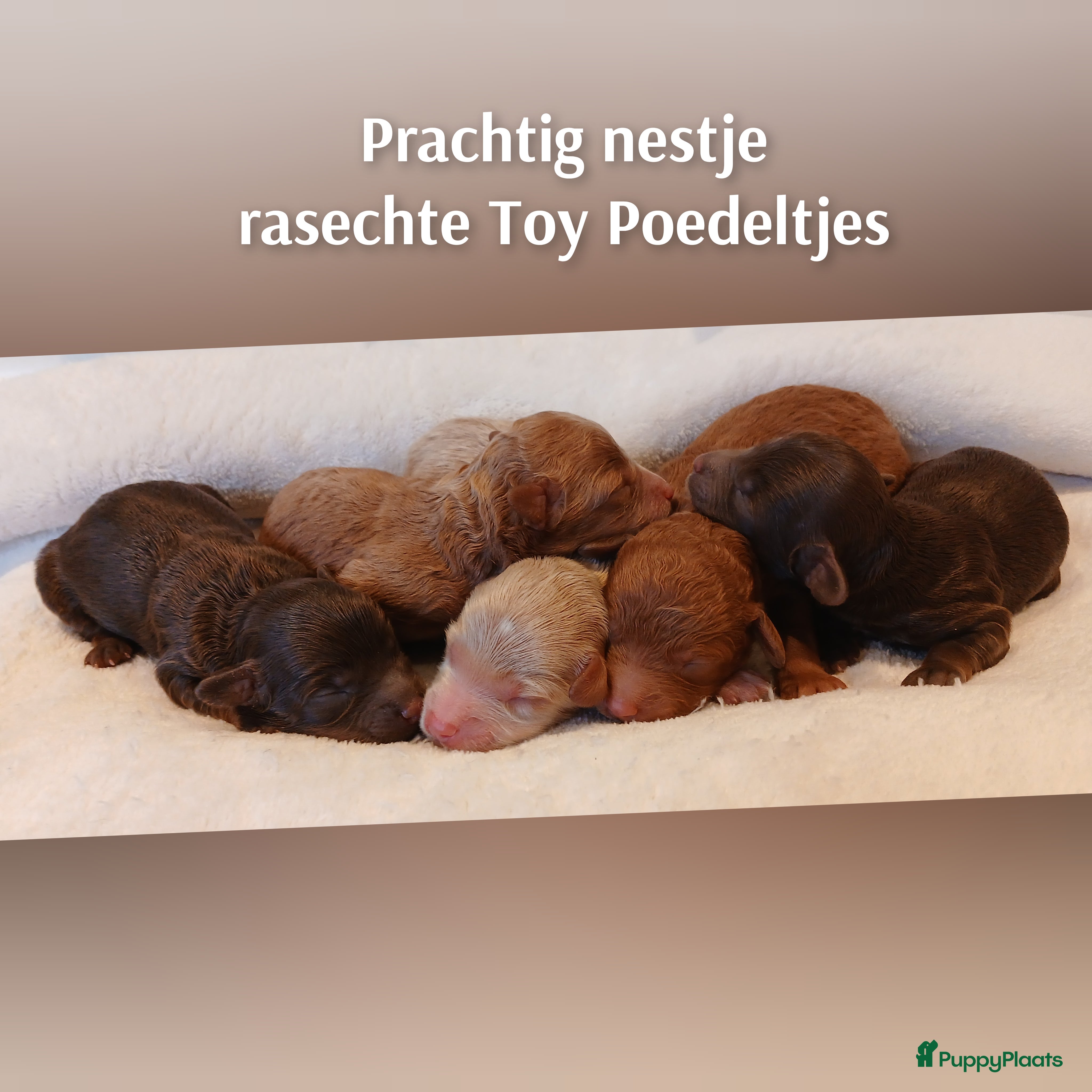 Poedel Toy honden Rasechte Toy Poedeltjes geboren in 2026! - Advertentie 14