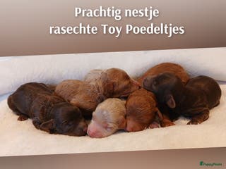 Poedel Toy honden Rasechte Toy Poedeltjes geboren in 2026! - Advertentie 14