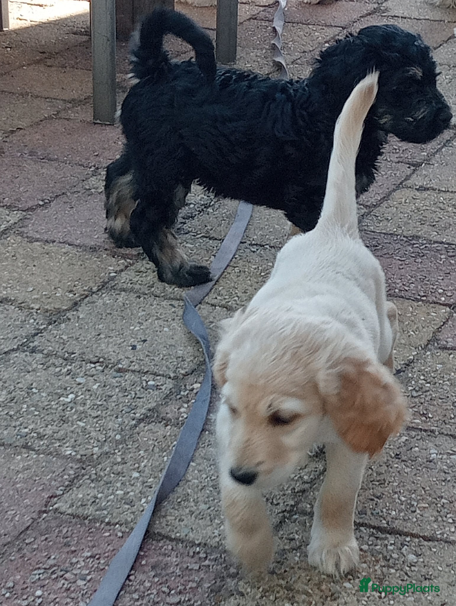 Labradoodle honden te koop: Labradoodle puppies  - Advertentie 28