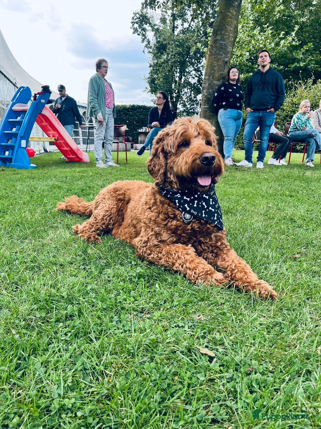 Labradoodle honden te koop: Labradoodle pups groot kleurvast - Afbeelding 9