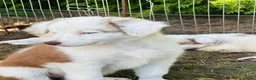 Border Collie honden te koop: Nog 2 mooie border collie dametjes - Advertentie 4