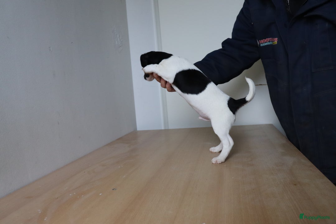 Jack Russel Terriër honden te koop: Mega Mooie jacks te koop - Advertentie 11