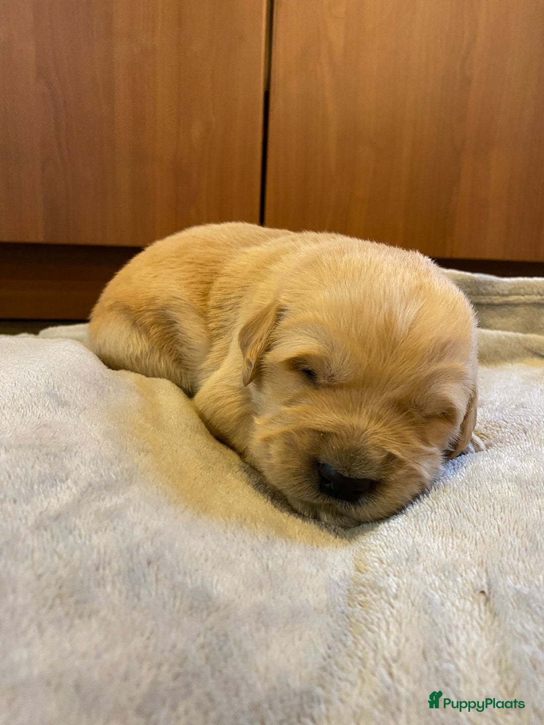 Golden Retriever honden te koop: Golden Retriever pups - Advertentie 4