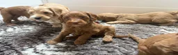 Australian Labradoodle honden te koop: Multigen Australian Labradoodle pups - Advertentie 13