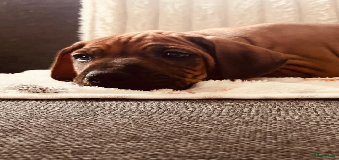 Galerij afbeelding {{count}}