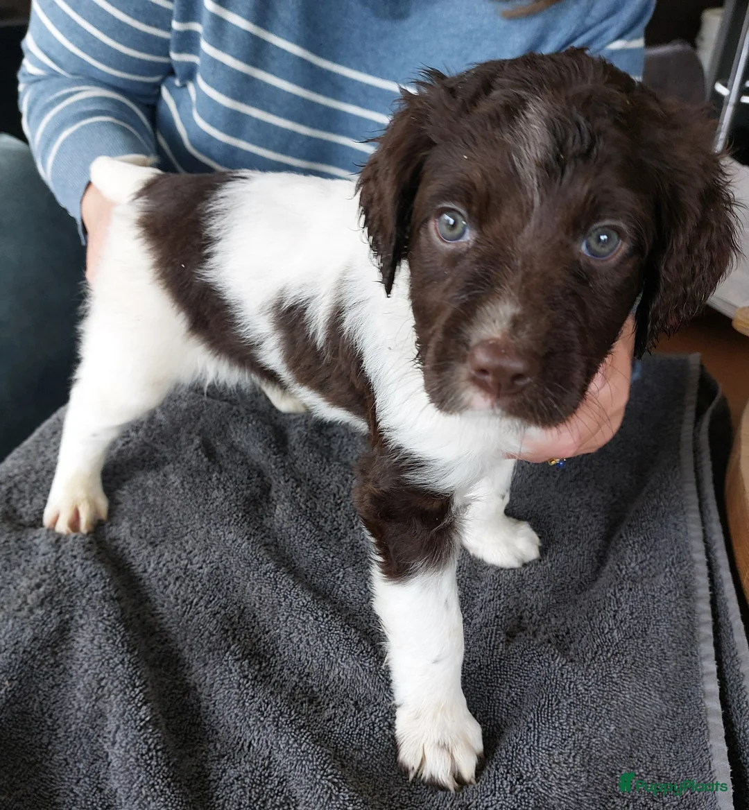 Heidewachtel honden te koop: Heidewachtel teefje met stamboom - Advertentie 1