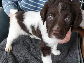 Heidewachtel honden Heidewachtel teefje met stamboom - Advertentie 1