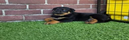Rottweiler honden te koop: 8 Rottweiler pups. - Advertentie 6
