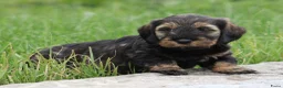 Ruwhaar Teckel honden te koop: Teckel pups ruwhaar - Advertentie 24