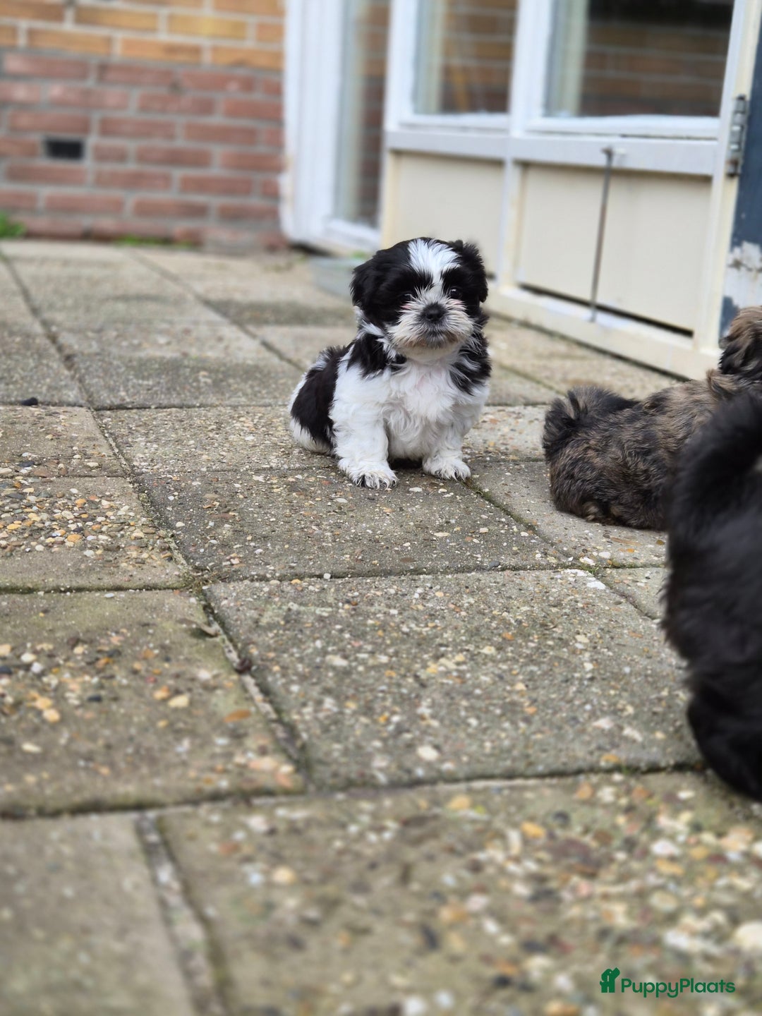 Shih Tzu honden te koop: Lieve shih tzu pups. - Advertentie 4