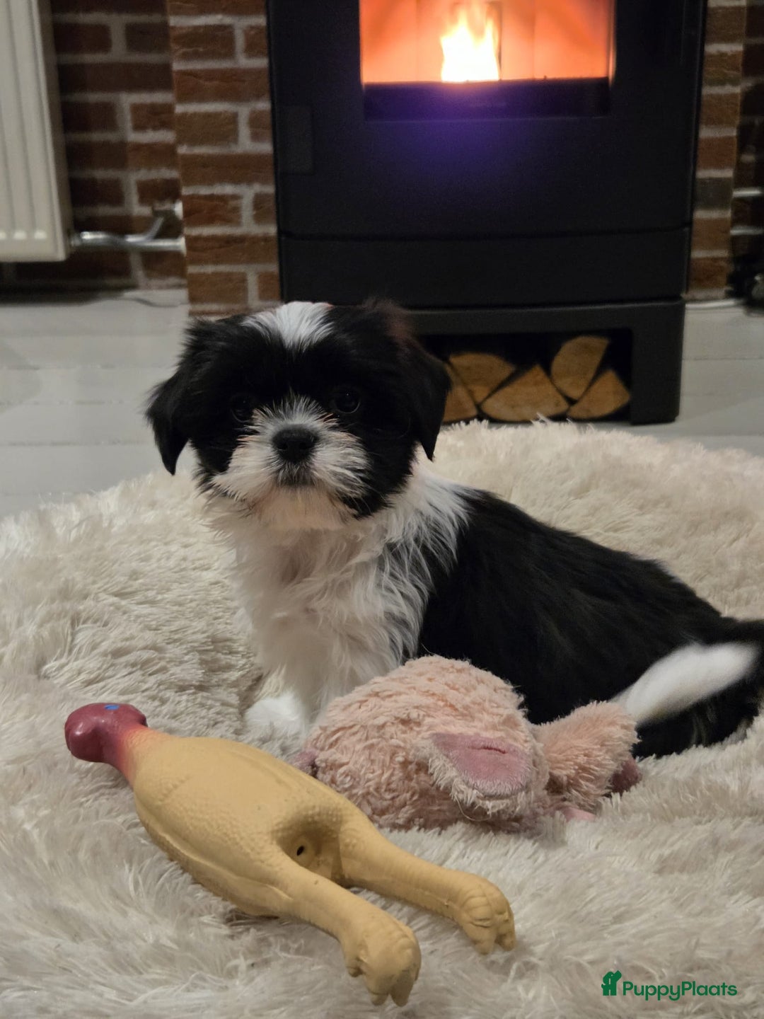 Malshi honden te koop: Prachtige Boomer pups - Advertentie 3