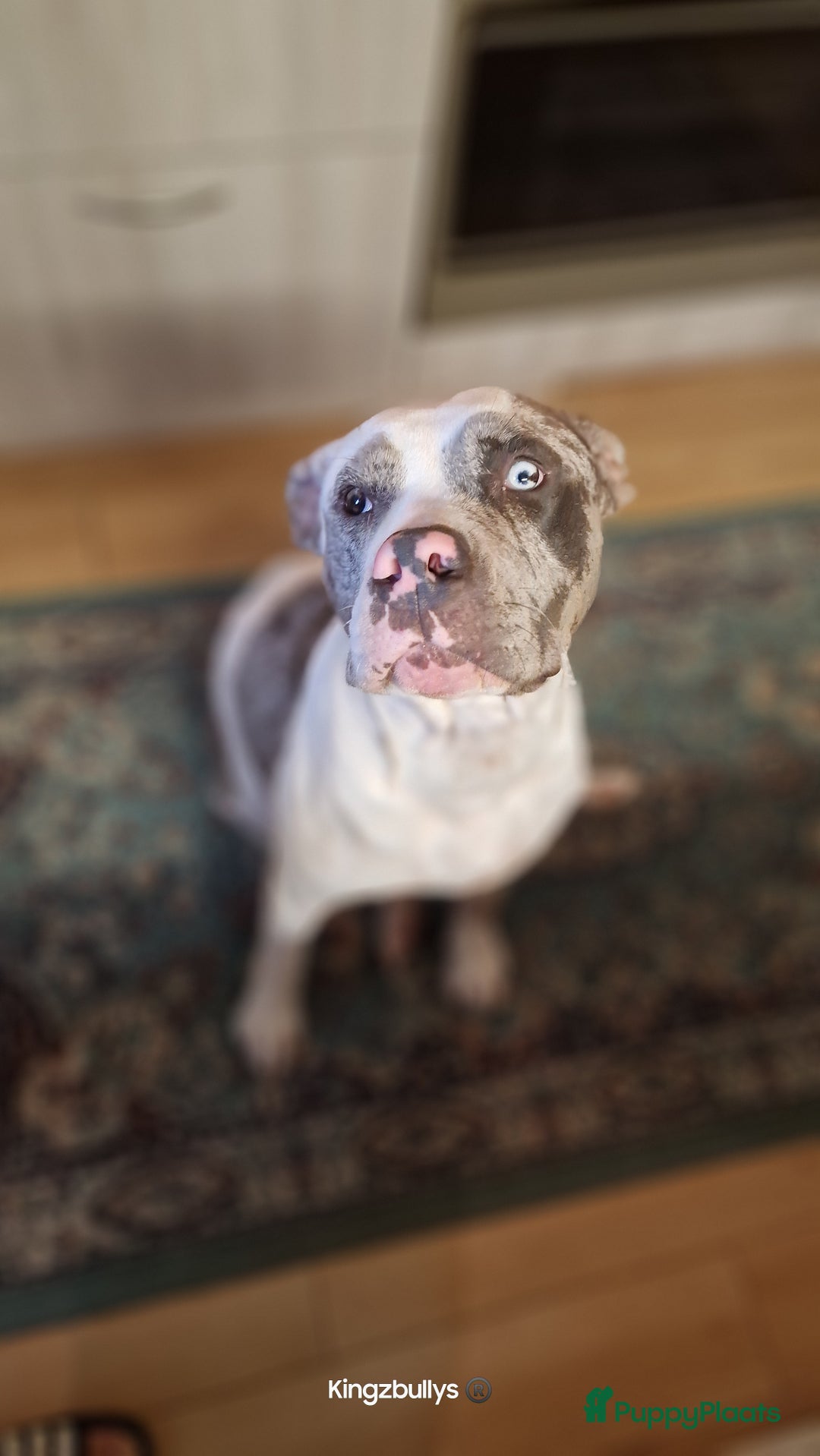 Amerikaanse Bully honden te koop: American Bully XL - Black Merle - Advertentie 12