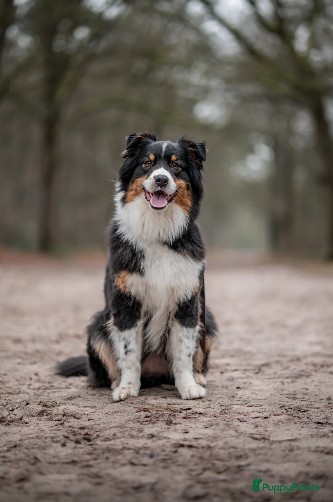 Australian Shepherd honden te koop: 9 prachtige australian shepherd pups geboren - Advertentie 1