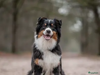 Australian Shepherd honden 9 prachtige australian shepherd pups geboren - Advertentie 2