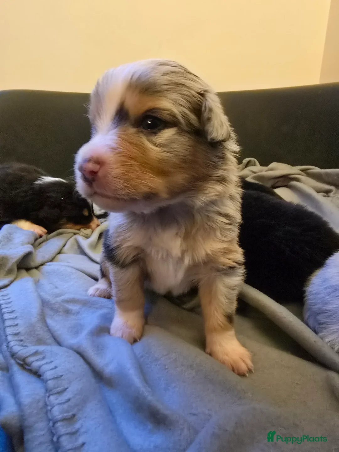 Australian Shepherd honden te koop: Australische Herder puppy's (zie foto's) - Advertentie 5