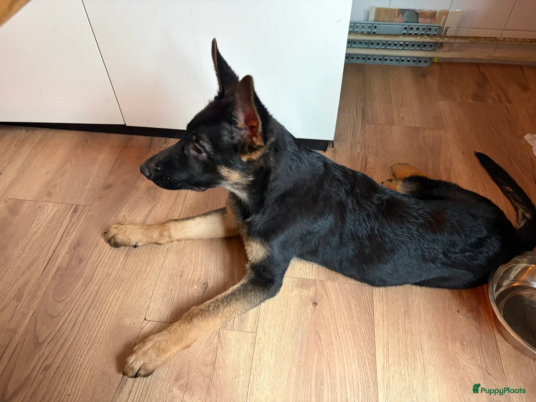 Duitse Herder honden te koop: Herder pup 16 weken (21-9-2025) - Advertentie 6