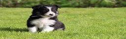 Border Collie honden te koop: Border collie pup - Advertentie 14