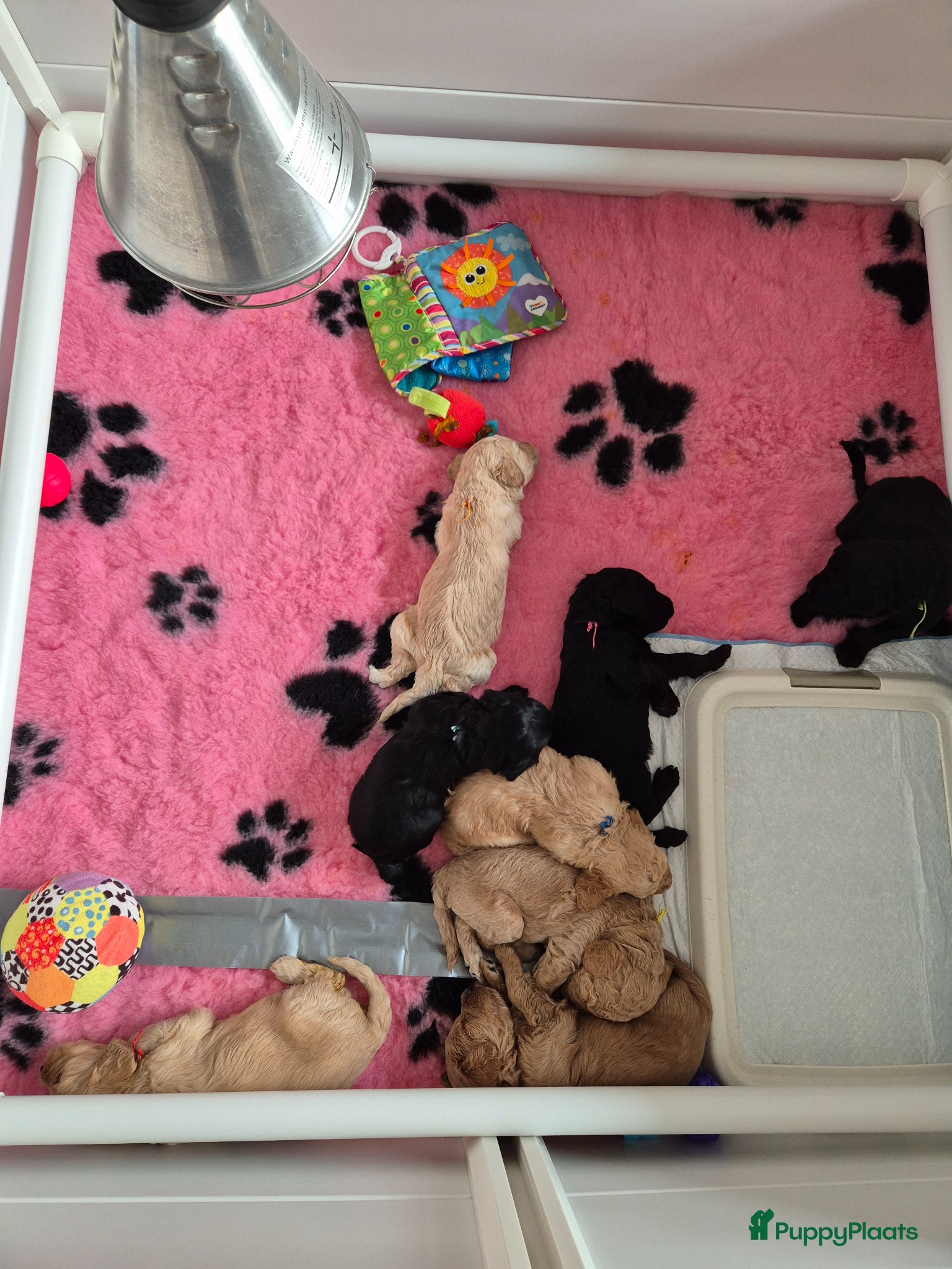 Labradoodle honden Lieve labradoodle pups met geweldig karakter  - Advertentie 1