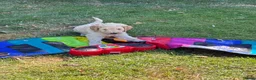 Labradoodle honden te koop: Hele mooie medium Labradoodle pups - Advertentie 13