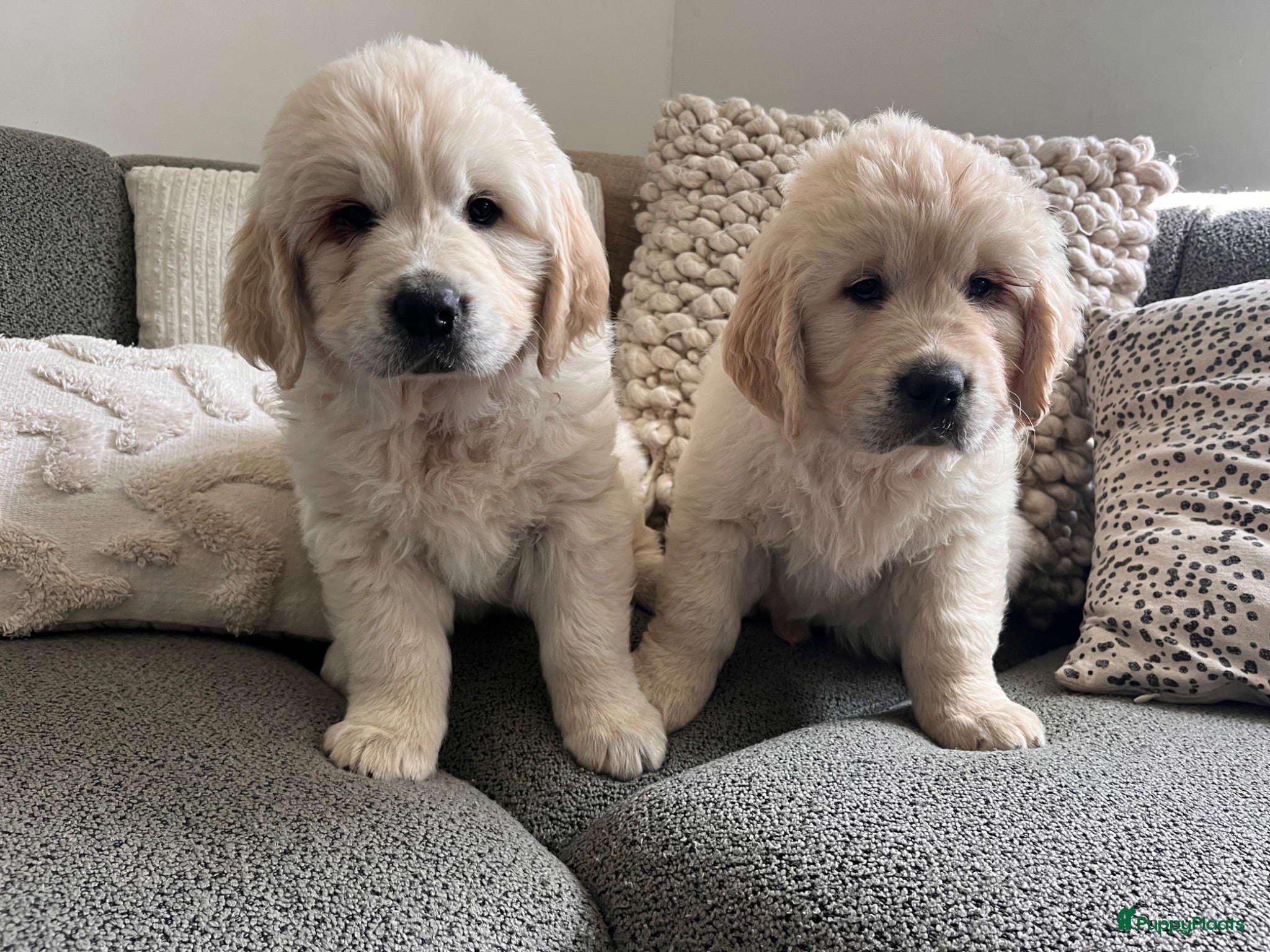 Golden Retriever honden 2 Golden retriever reutjes 🩵 zie uitleg prijs - Advertentie 1