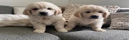 Golden Retriever honden te koop: 2 Golden retriever reutjes 🩵 zie uitleg prijs - Advertentie 1
