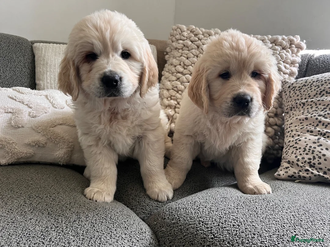 Golden Retriever honden te koop: 2 Golden retriever reutjes 🩵 zie uitleg prijs - Advertentie 1