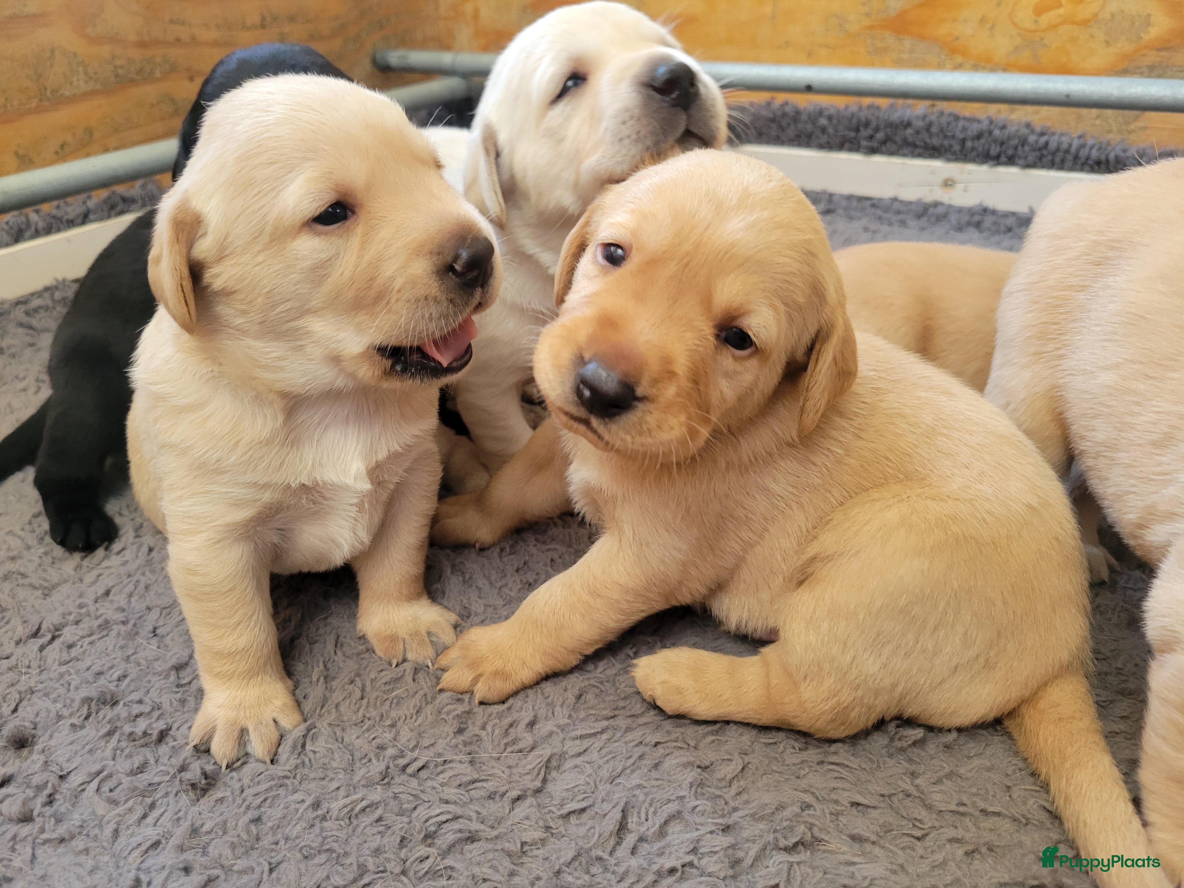 Labrador Retriever honden STAMBOOM FIELDTRIAL LABRADOR PUPS - Advertentie 2