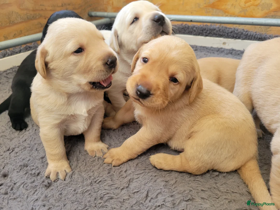 Labrador Retriever honden te koop: STAMBOOM FIELDTRIAL LABRADOR PUPS - Advertentie 2