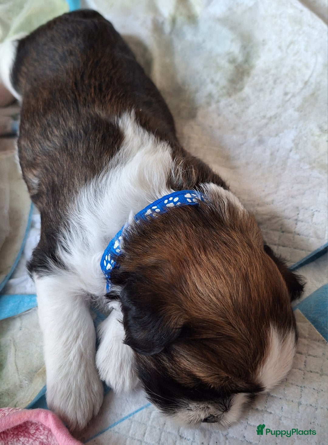 Lhasa Apso honden te koop: Lhasa-apso-boemertje - Afbeelding 5