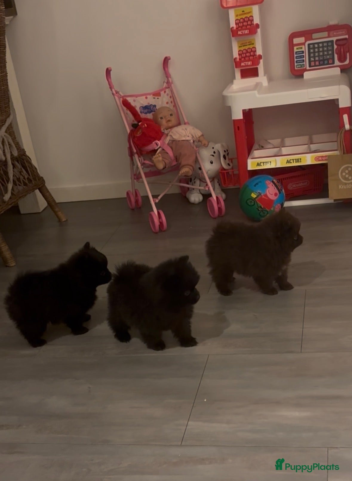 Pomeriaan honden te koop: Pomeriaan pups  - Advertentie 1