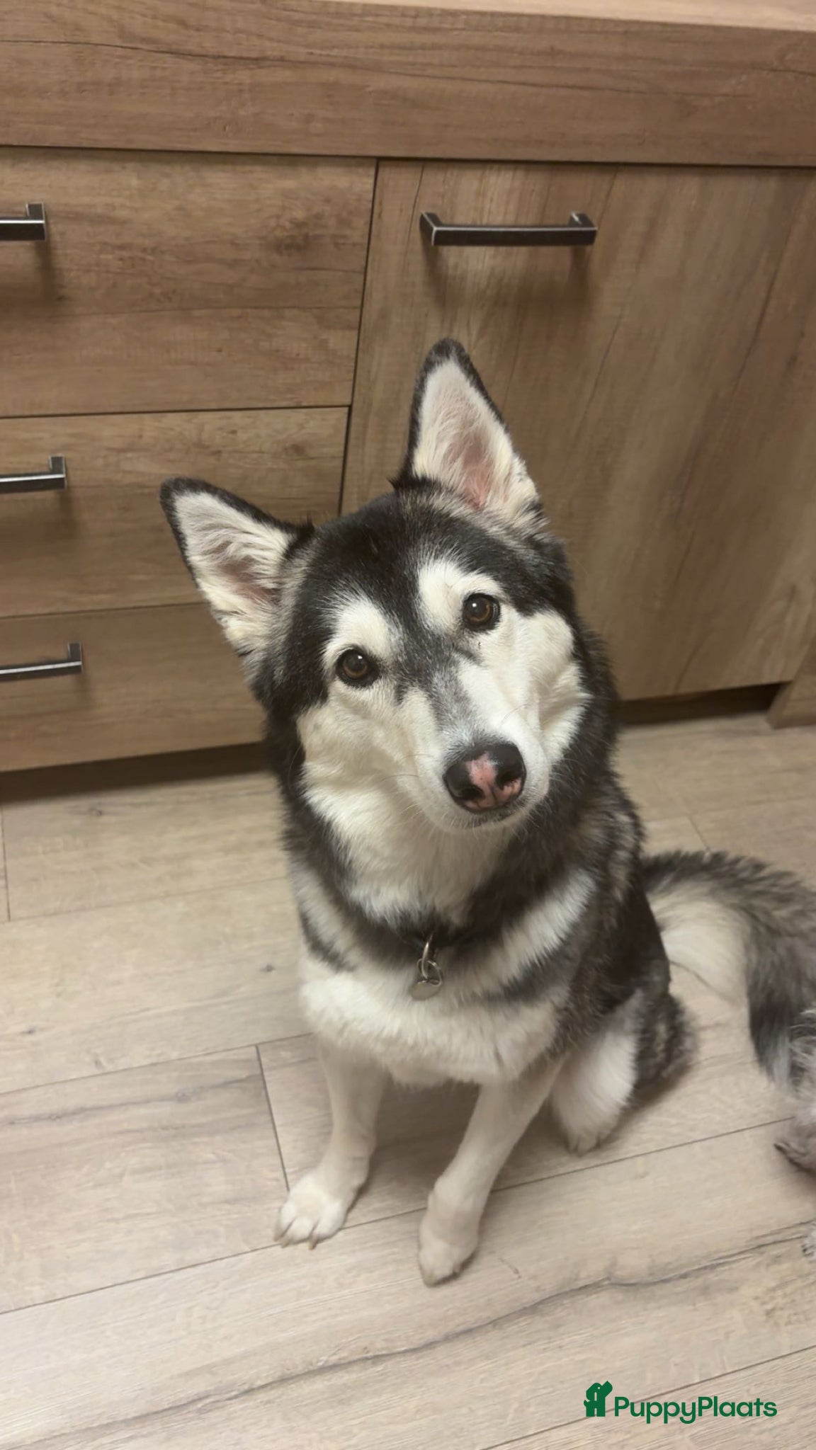 Pomsky honden te koop: pomsky F1 puppy’s mogen het nest verlaten in Geertruidenberg - Advertentie 3