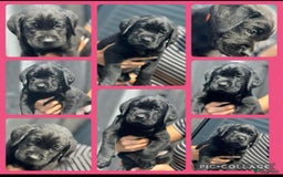 Labrador Retriever honden te koop: Stamboom Labrador pup. Nest Aankondiging  - Afbeelding 15