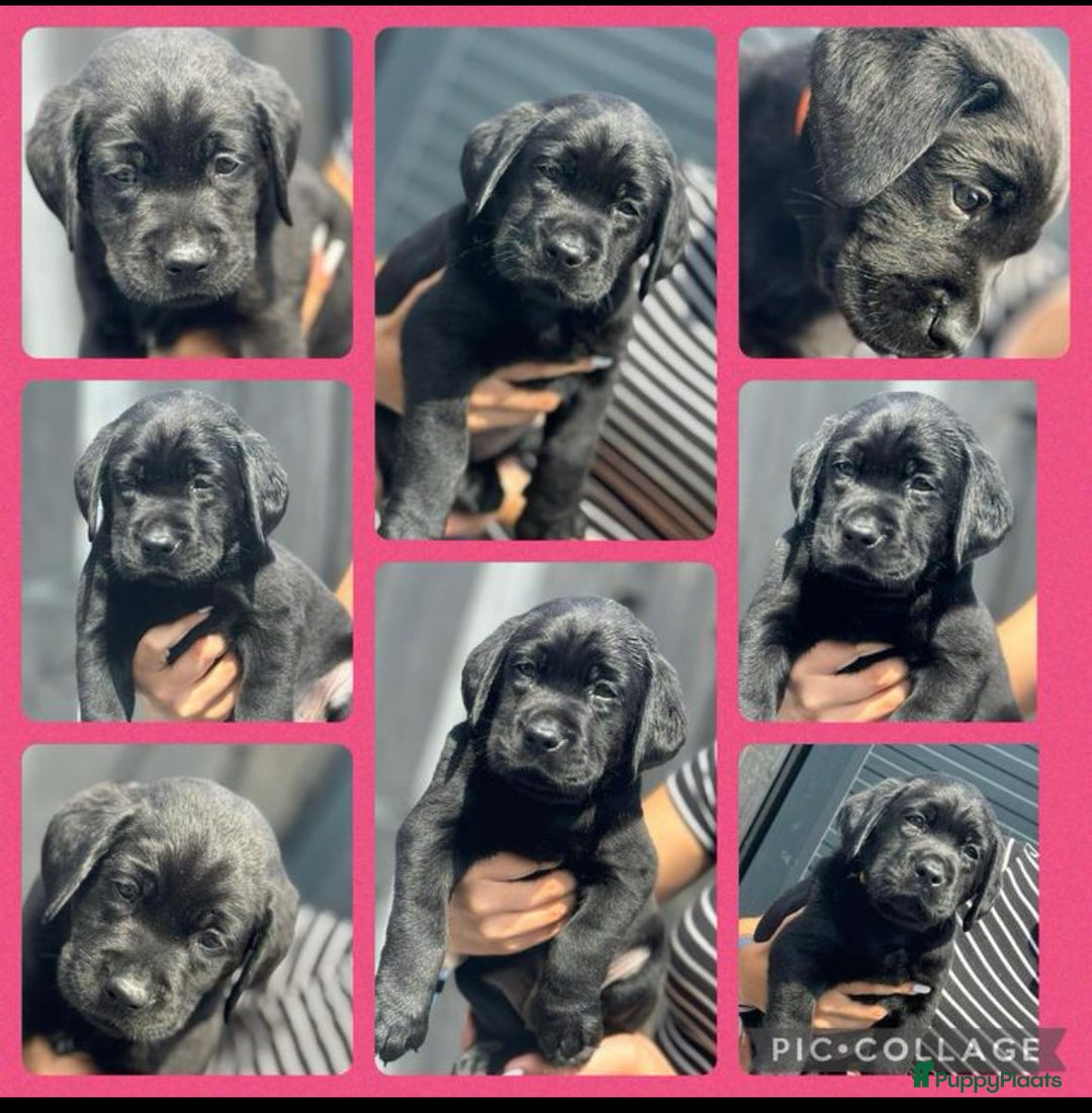 Labrador Retriever honden te koop: Stamboom Labrador pup. Nest Aankondiging  - Afbeelding 15
