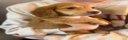 Teckel (langhaar) honden te koop: Langhaar dwergteckel chocolade Cream  - Advertentie 9