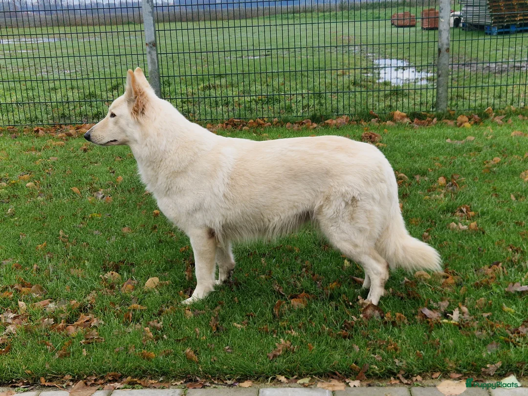 Galerij afbeelding {{count}}