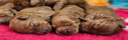 Labradoodle honden te koop: Super mooie Labradoodle pups in Schijndel - Advertentie 5