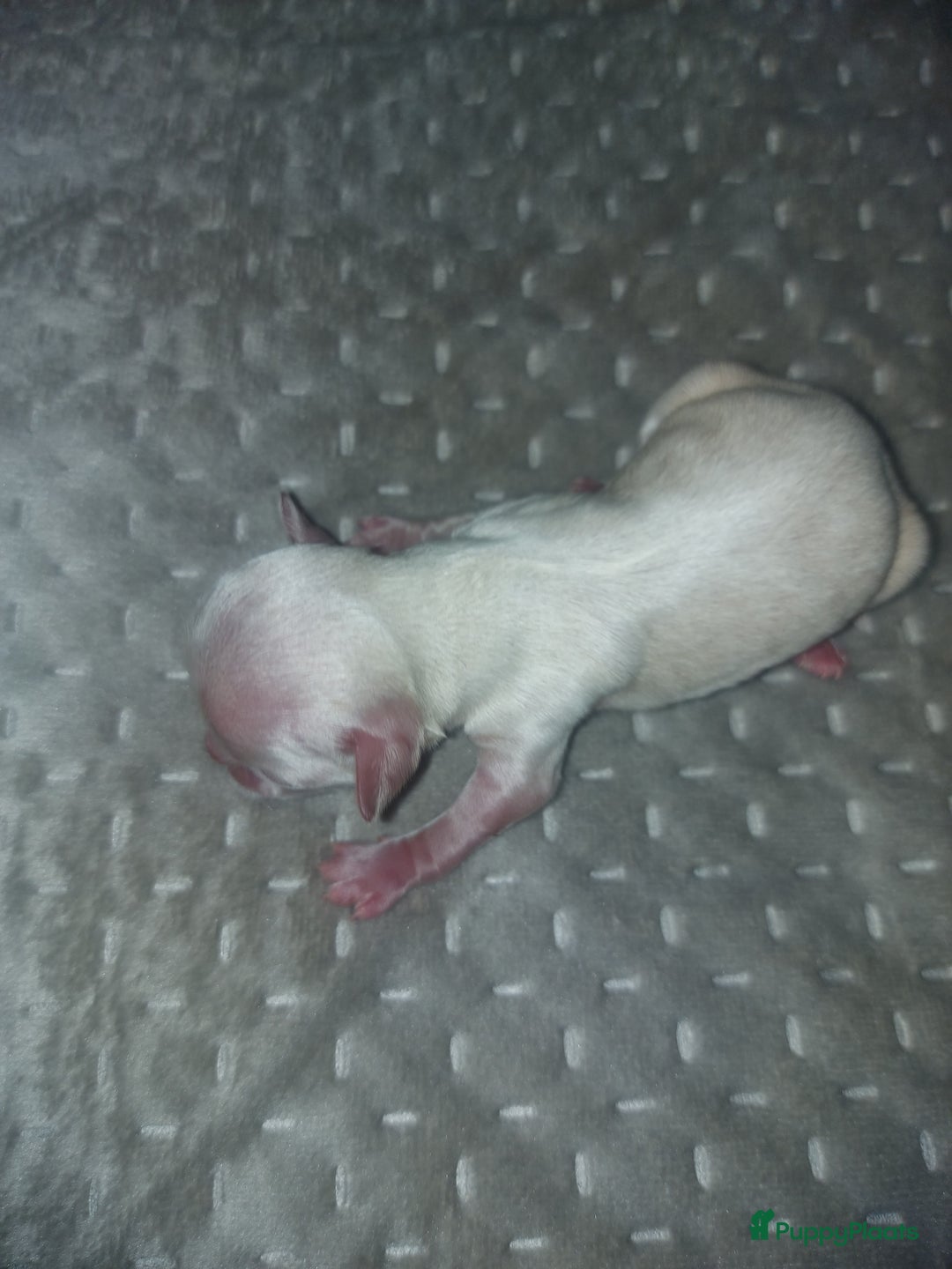 Chihuahua honden te koop: Prachtige pupjes - Advertentie 6