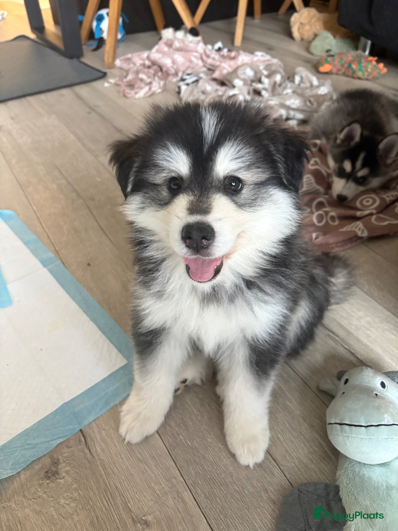 Pomsky honden te koop: pomsky F1 puppy’s mogen het nest verlaten in Geertruidenberg - Advertentie 8