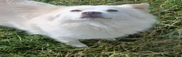 Chow Chow honden te koop: Super leuke MINI CHOW CHOWS in Baexem - Advertentie 16