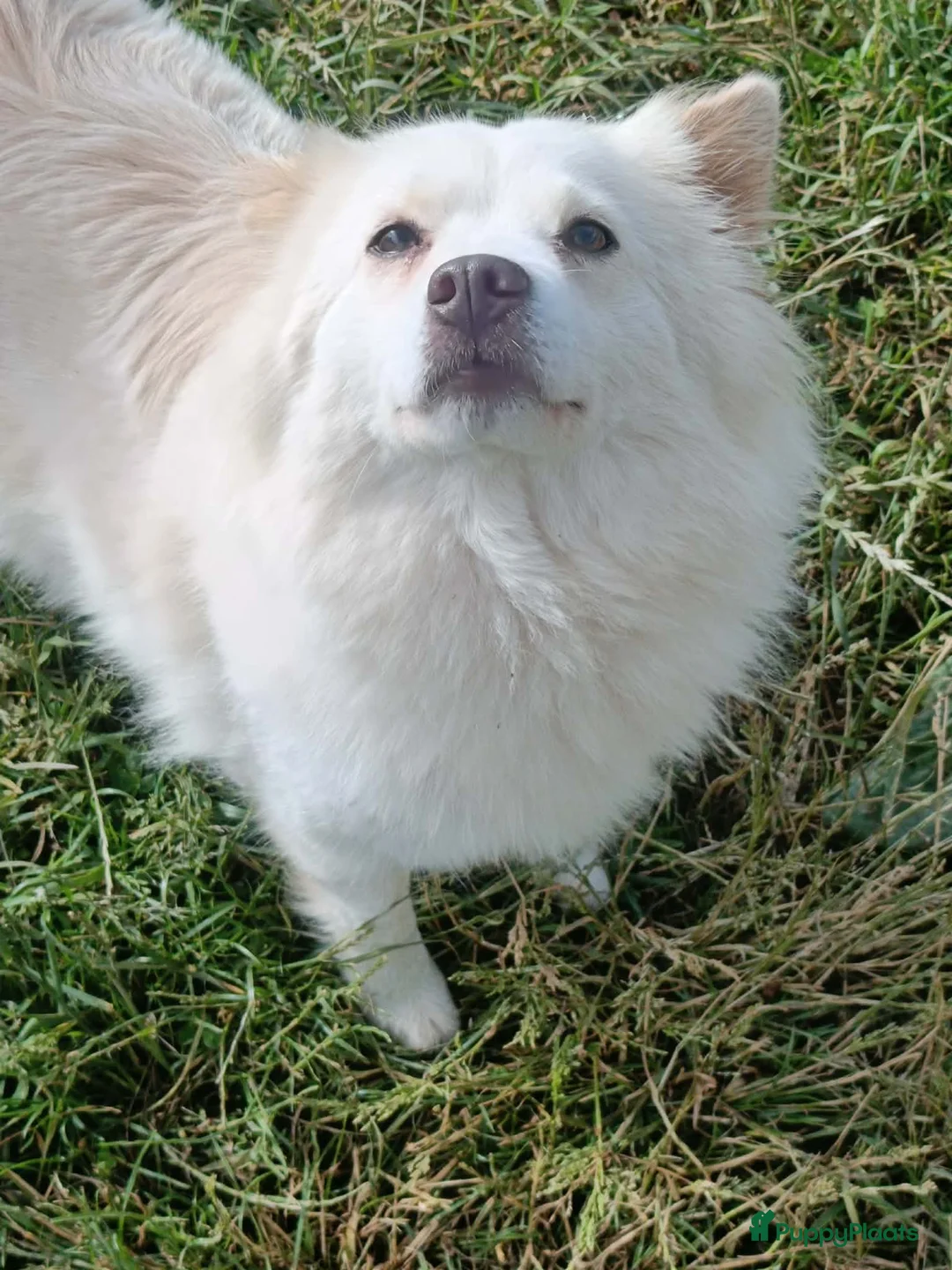 Chow Chow honden te koop: Super leuke MINI CHOW CHOWS in Baexem - Advertentie 16