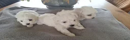 Maltezer honden te koop: Maltezer pups. Rasecht. Vader en moeder aanwezig - Advertentie 10