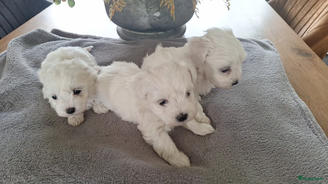 Maltezer honden te koop: Maltezer pups. Rasecht. Vader en moeder aanwezig - Advertentie 10