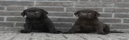 Labrador Retriever honden te koop: Chocolade bruine labrador pups met stamboom ! - Advertentie 3