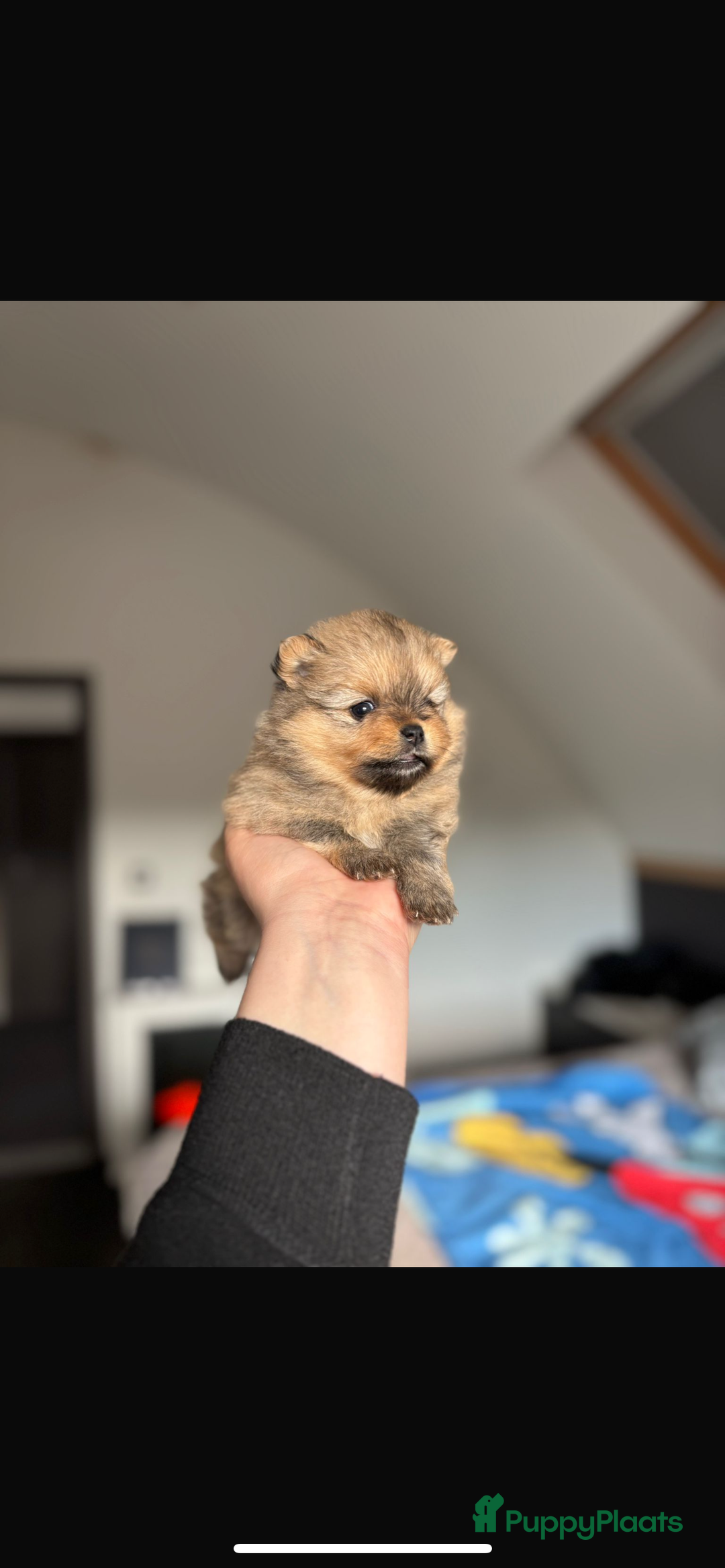 Pomeriaan honden te koop: Pomeriaan pups  - Afbeelding 14