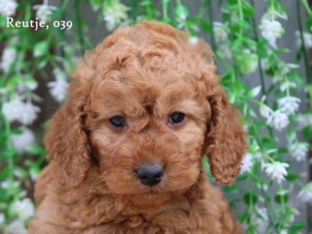 Cockapoo honden te koop: cockapoo pup, reutje - Advertentie 19