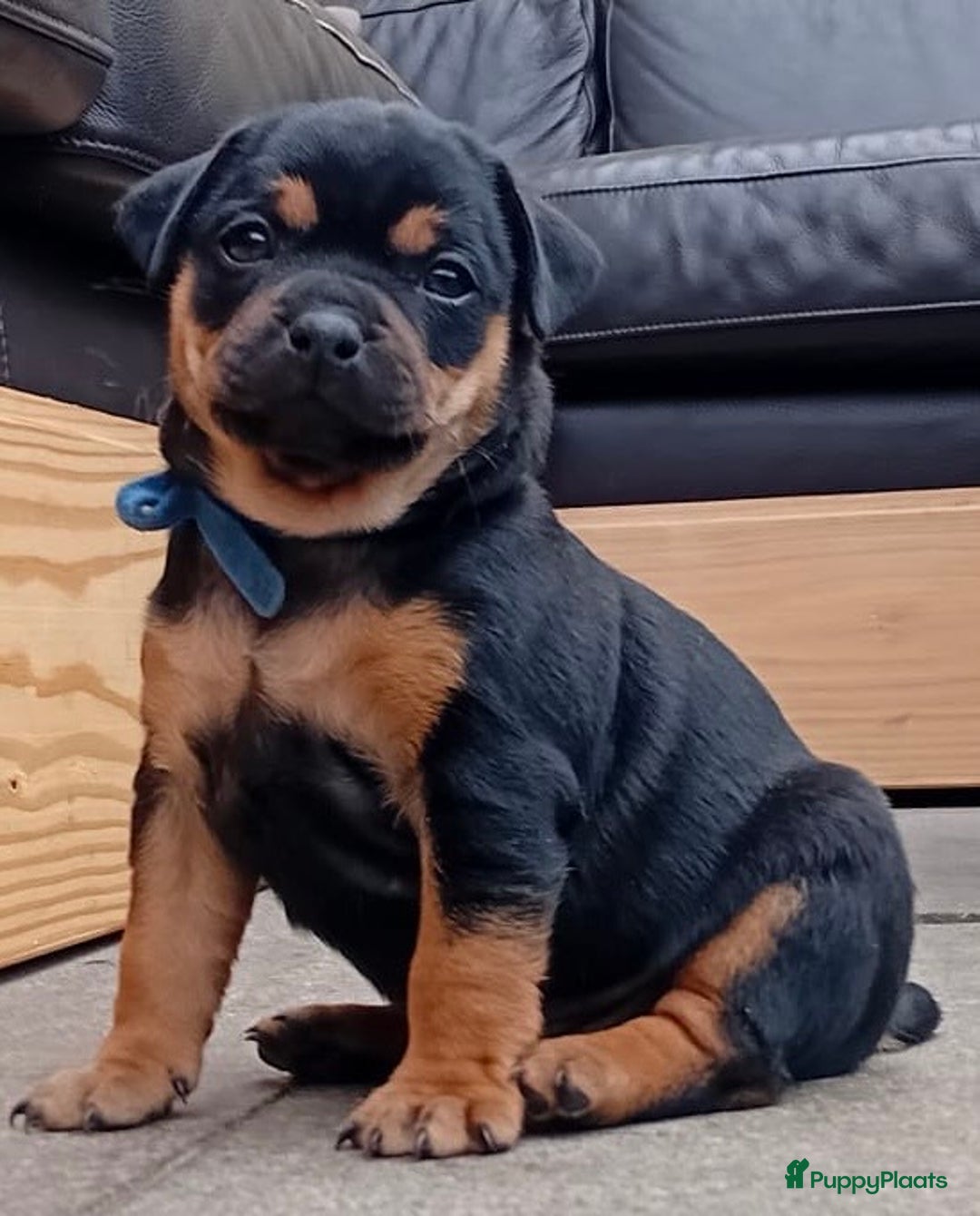 Dwergpinscher honden te koop: Carlin Pinscher Puppy’s te koop - Afbeelding 19
