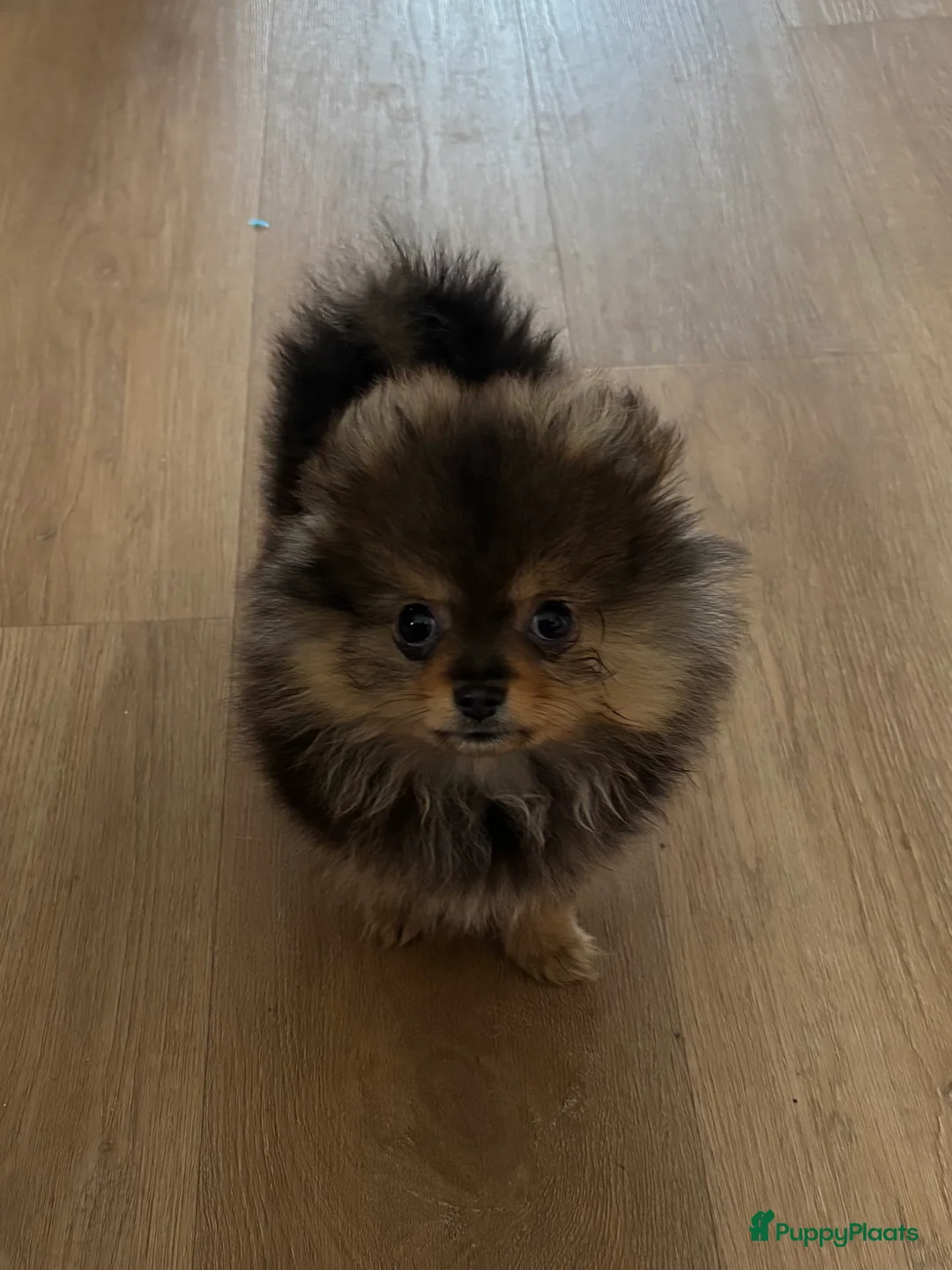 Keeshond honden te koop: Dwergkees teefje zoekt platina mandje - Advertentie 2