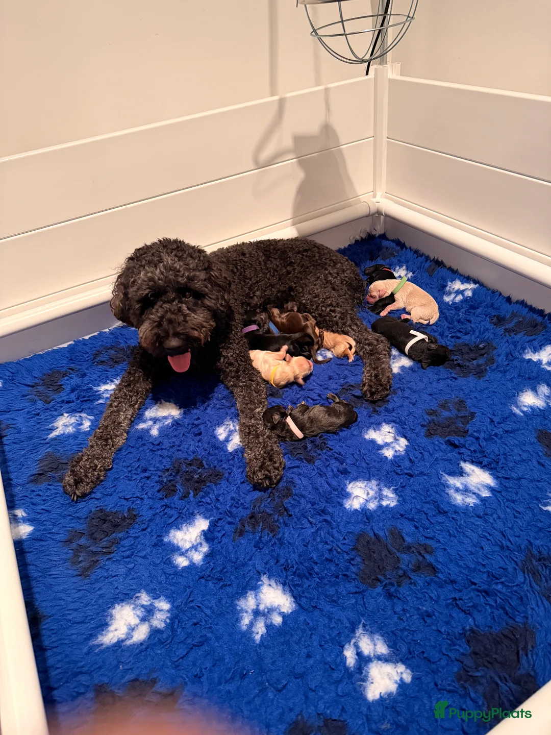 Kruising honden te koop: Nog 1 Zwarte Doubledoodle Goldendoodle/labradoodl  - Advertentie 2