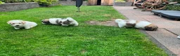 Coton De Tuléar honden te koop: Coton de Tuléar reutje beschikbaar - Advertentie 4