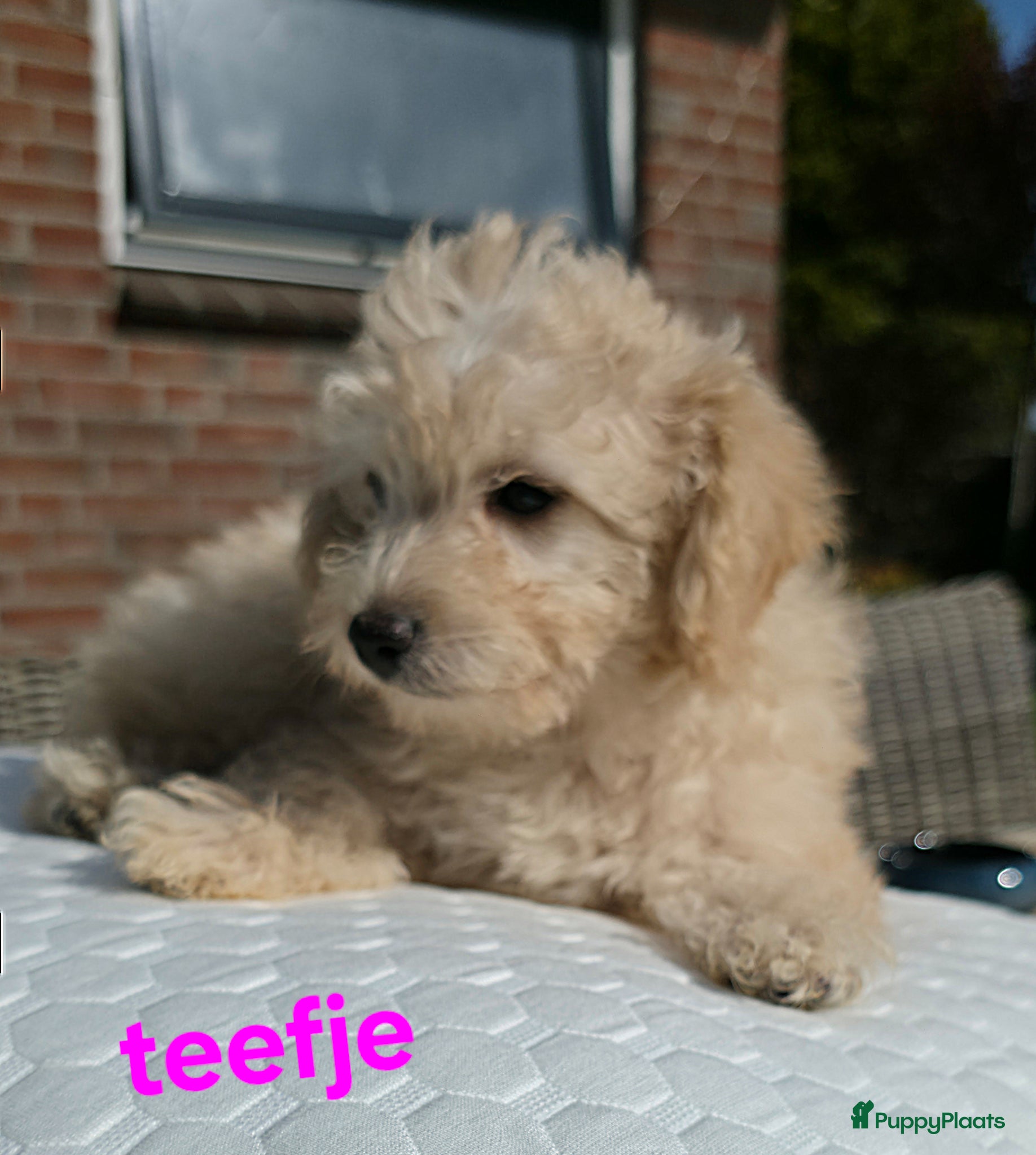 Goldendoodle honden Gezonde mini doodle x toypoedel pups hypoallergeen - Advertentie 1